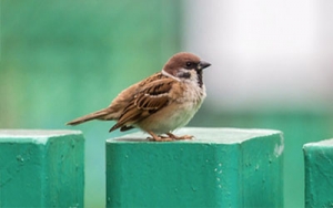 Johnson Group Bird Control Solutions